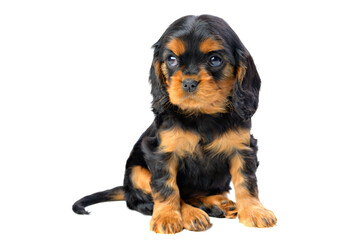 A spaniel puppy sits on a white background and looks away