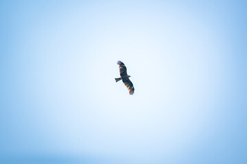 eagle spreading wings in blue sky