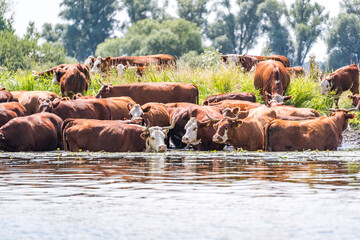 Fototapeta na wymiar cows drinking and bathing in the water