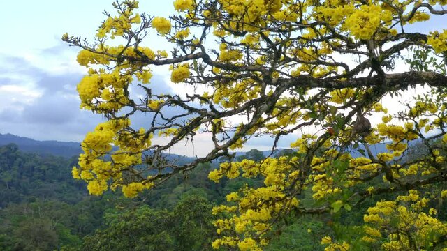 The yellow flowers o a Guayacan Trumpet Tree, Tabebuia guayacan, moving from below to a top down view