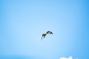 hawk flying in blue sky