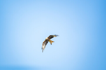 eagle flying in blue sky