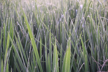 closeup, Green rice plant with a little dew in the fresh air decorates the plant