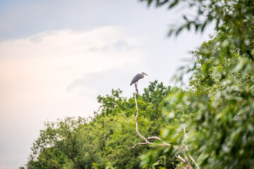 osprey sitting on a branch