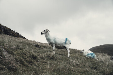 Goats being farm on hillsides of Slieve mish Mountains in Ireland