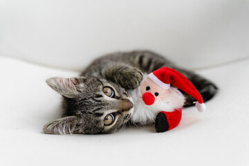 Tabby grey kitten plays with deer Christmas plush toy. Pet cat Christmas season. Winter holidays at...