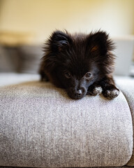 own dog