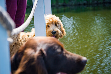 golden doodle puppy looking into the camera