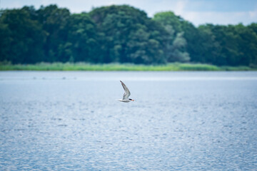 Naklejka premium seagulls flying over the lake
