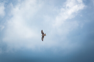 eagle in the blue sky