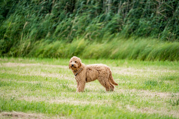 golden doodle in the grass