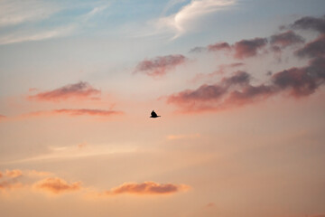 Fototapeta premium silhouette of a bird flying in the sunset