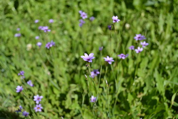 Little violet flowers