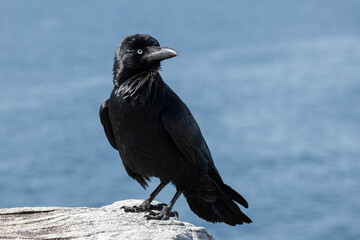 Australian Raven Perched on rock
