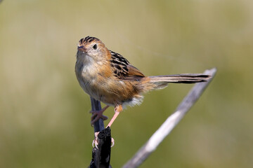 Australian Little Grass Bird perched on stick