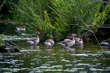 family of ducks on water