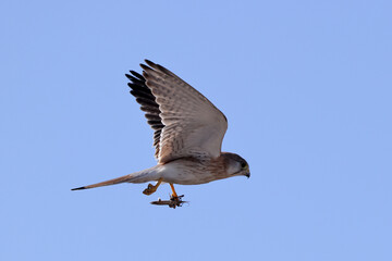 Australian Nankeen Kestrel with grasshopper catch