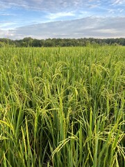 a view at paddy field