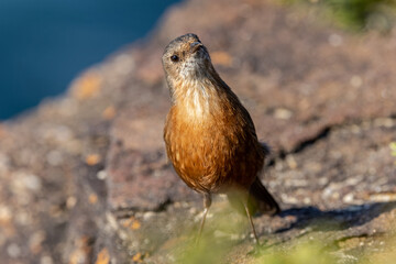Australian Rock Warbler perched on sandstone rock