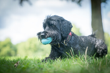 Fototapeta premium Black dog on lawn with blue ball in mount obediently waiting