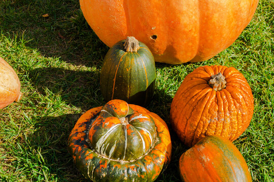 Various types of pumpkins collected at the harvest festival