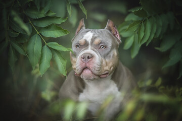 Close-up portrait of a young lilac American bully among textured green leaves. Bright summer landscape