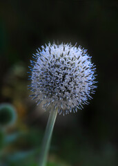 Flower with copy space 