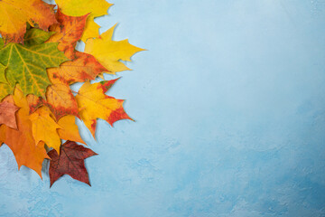 Multicolored autumn leaves on a blue background. Texture, background, top view