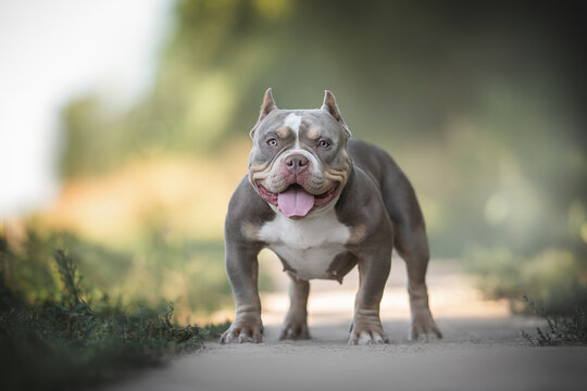 Premium Photo  American bully dog with gold chain on black background  generative aixa