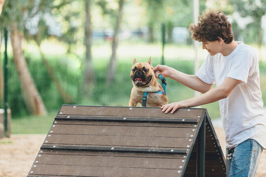 Funny french puppy bulldog and teenager playing games outside. Adorable orange bulldog in blue harness in the playground on a sand. Still life, friendship with a dog.  - Powered by Adobe