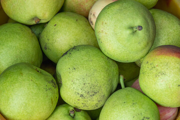 Green pears collected from the ground in the garden.
