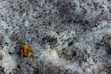 dirty snow with a yellow leaf. spring melting snow. top view