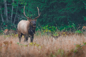 Washington Brinnon Elk Bugling-1467