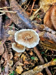 mushroom in the forest