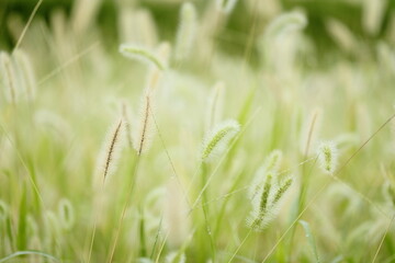 初秋に群生するエノコログサ