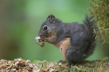 Washington Brinnon Squirrel-0053