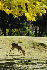 秋の奈良公園