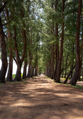 Row of pine trees near the beach at Phuket Thailand.