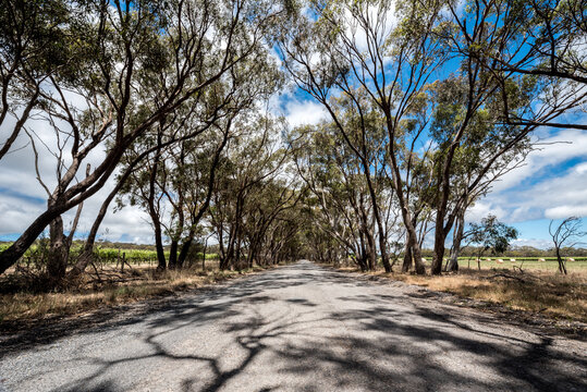 Road winding through the trees - McLaren Vale, Adelaide