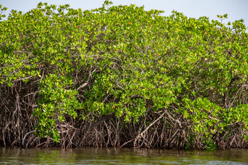 La Mangrove des iles du Saloum