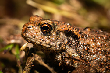 European toad