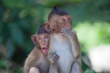 可愛いサル
