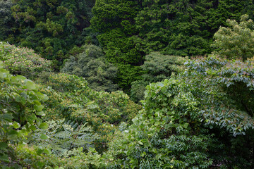 Obraz premium 森林