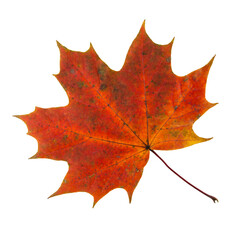 Red maple autumn leaf isolated on white background