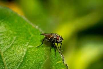 Small fly