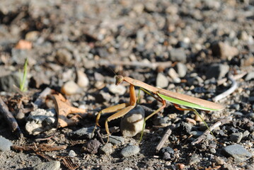 Brown praying mantis (Mantis religiosa) walking along a forest path in the sun