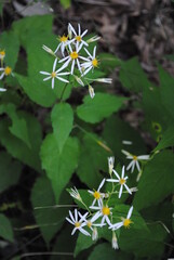 Eurybia divaricata (common names: White Heart-leaved Aster, White Star Aster, White Wood Aster, Wood Aster) wildflowers blooming in late summer