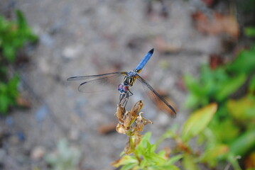 Dragonfly with blue body and black and yellow face perched on soapwort done flowering for the season