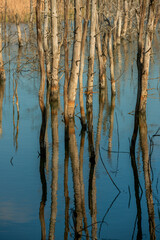 tree trunks reflecting on the water surface of a placid lake