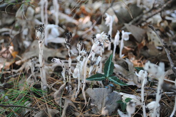 Monotropa uniflora (also known as ghost plant and Indian pipe) a perennial wildflower that looks like a fungi
